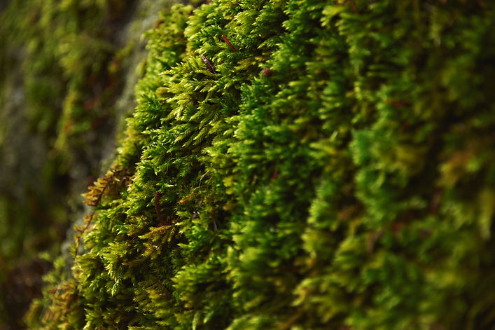 lush green moss growing on a tree in the forest