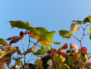 Rudens visā krāšņumā