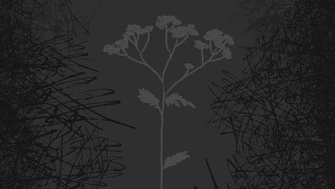 Hemlock Fields: Poetry and Prose