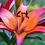 Миниатюра: 9. Lilium ROYAL SUNSET - 2,94 лв