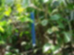 Tubo Mata Broca (TMBroca)