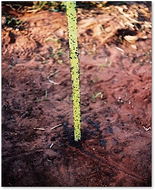 Tubo Mata Bicudo (TMB)