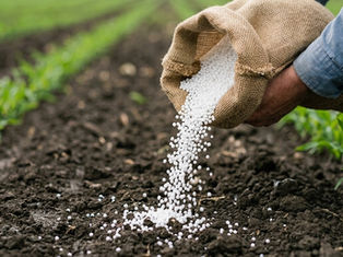 Farmer applying fertilizer in field showing impact of fertilizer supply shortage on agriculture in India