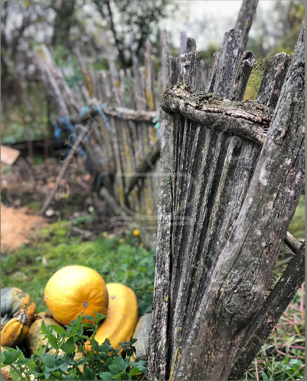 Pumpkins resting by the old fence a quiet echo of autumn days.