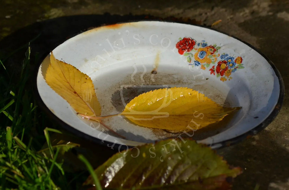 The old tin plate a quiet witness to autumns past and memories that linger.