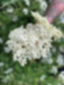 Close-up of a blooming elderflower held gently in hand in a Basildon park, with delicate white blossoms in focus and soft green background creating a peaceful spring atmosphere.