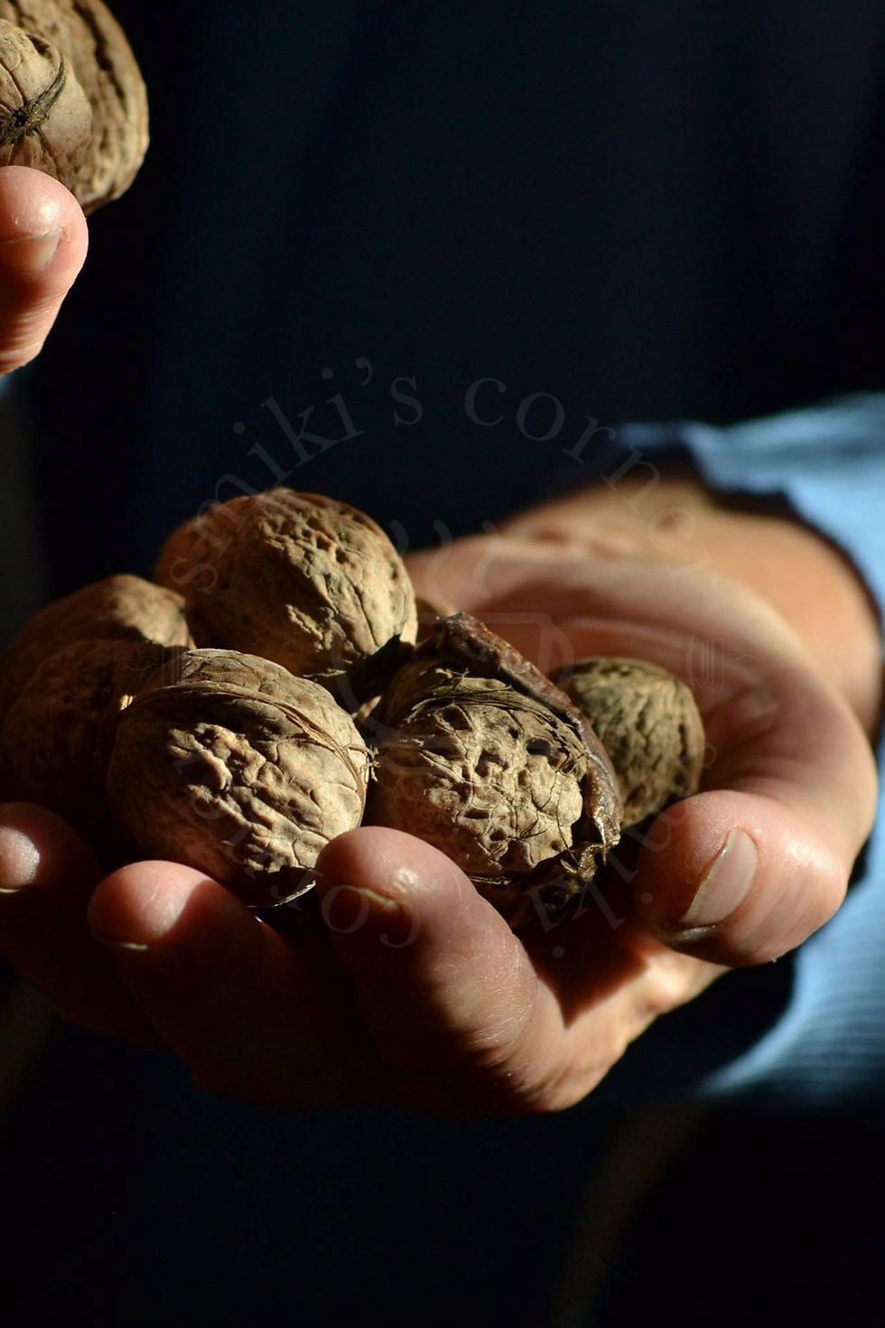 Mother’s hands, holding the harvest of autumn walnuts, memories and love.