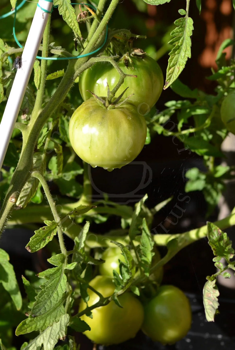 Unripe green tomatoes on the vine, catching the light of the garden and hinting at the autumn harvest to come.