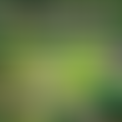 Why Your Garden Looks Messy Even After Mowing – Common Garden Maintenance Mistakes in Swindon Homes