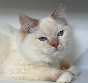 Male Cinnamon Mitted 1022025.png
