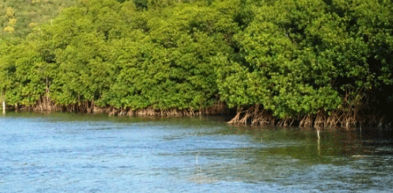 Mangrove.gif