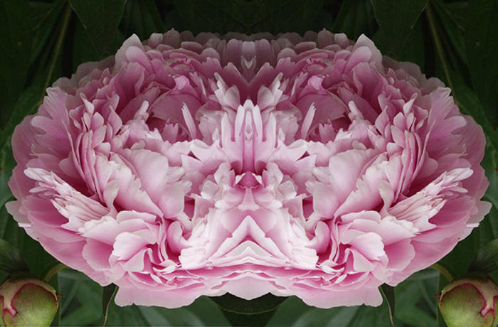 Petal Dream | Color Photography | USA