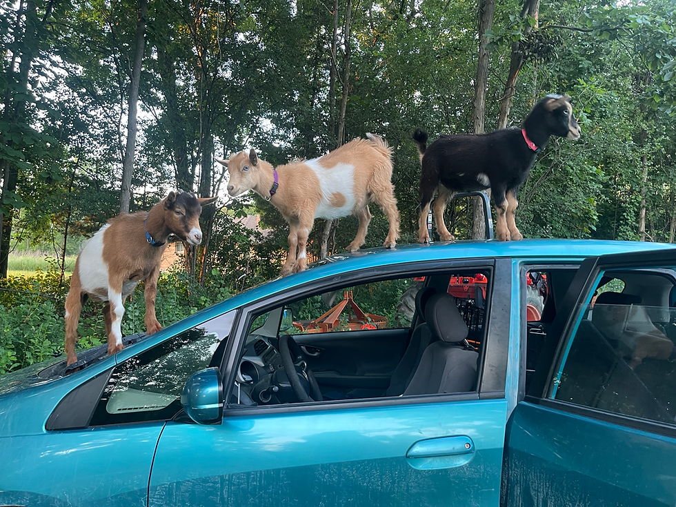 The three Fellowfield goats