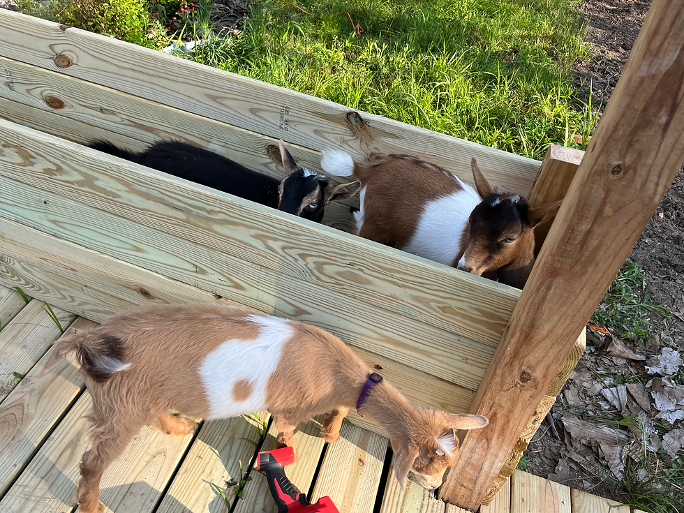 One goat inspecting the wooden garden bed from outside, the other two inside the garden bed