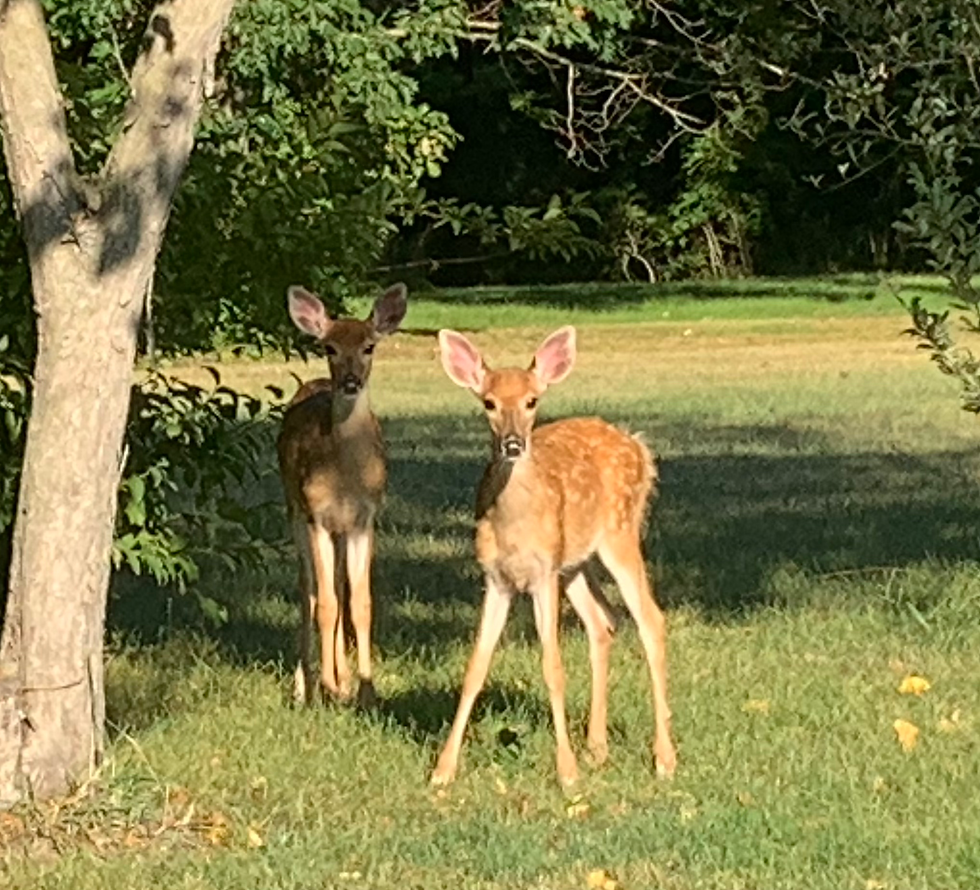 Two deer at Fellowfield Discovery Park