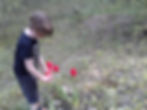 A boy examining tulips in the backyard.