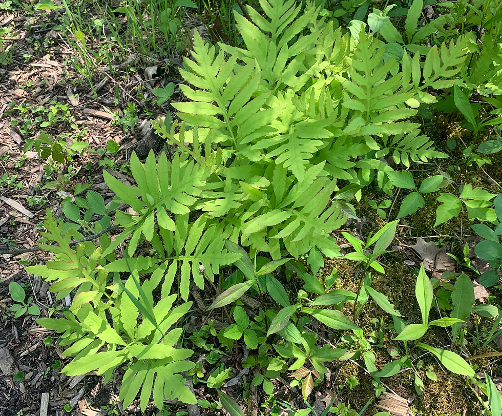 A fern