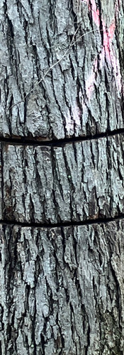 girdled ash tree