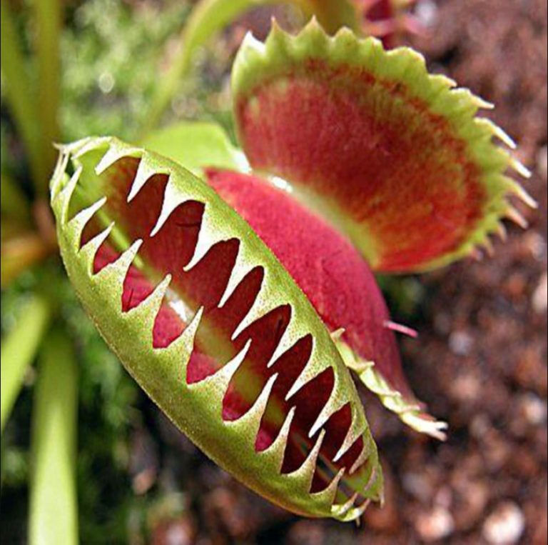 Kids @ Kinney: Carnivorous Plants