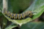Kids @ Kinney: Caterpillar Lab