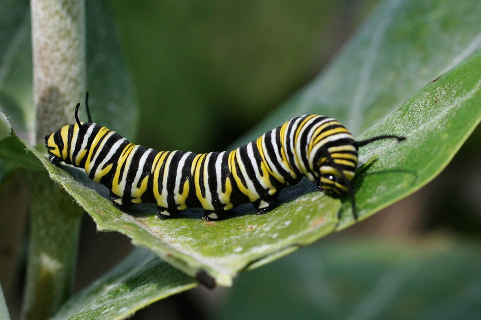Kids @ Kinney: Caterpillar Lab