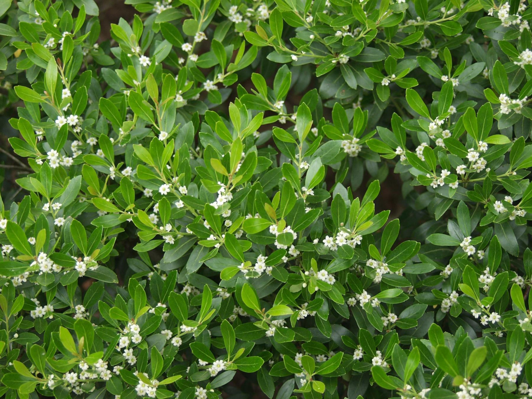 Inkberry ‘Skyward’