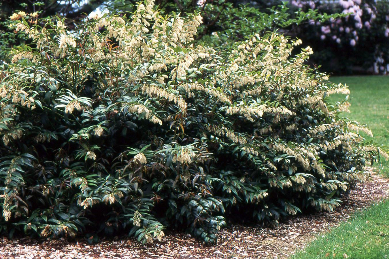 Leucothoe ‘Silver Run’