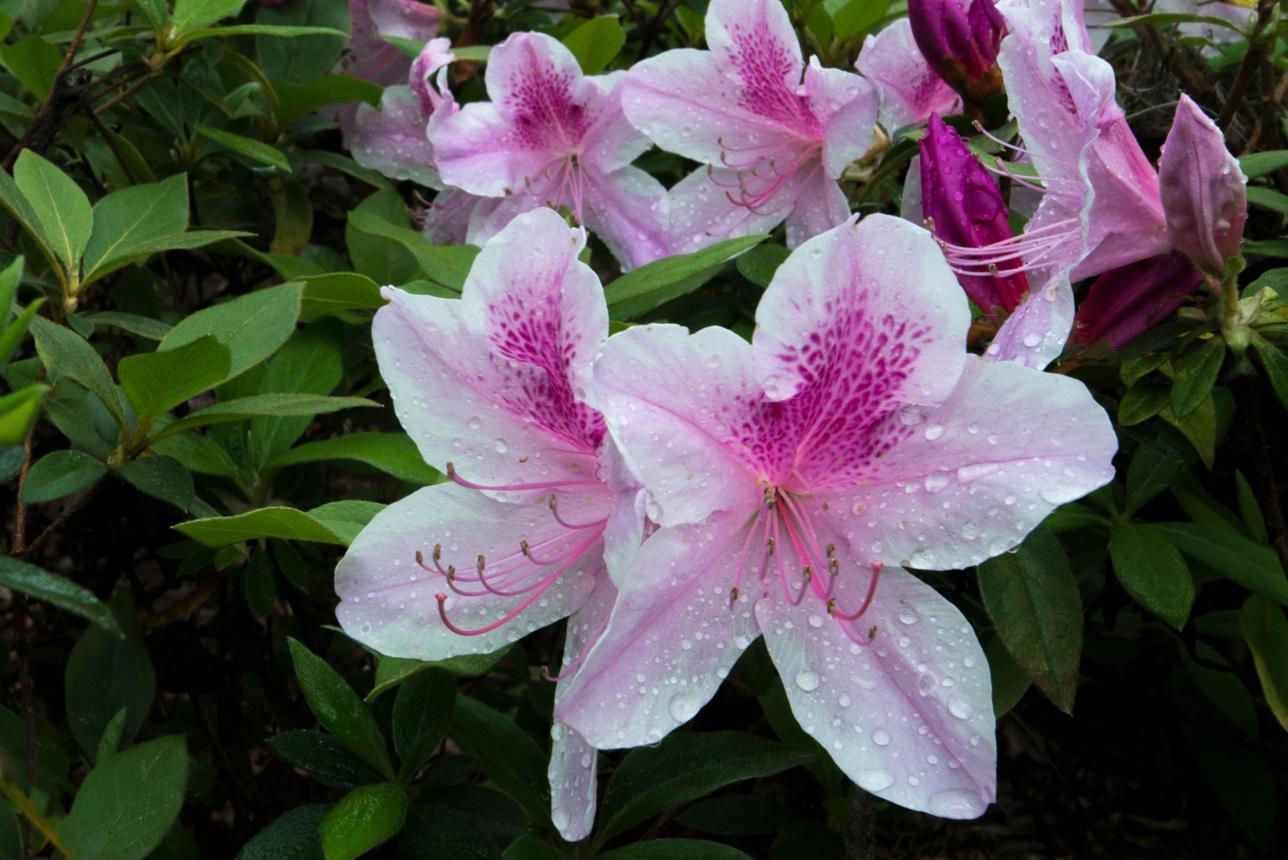 Azalea ‘Sea Breeze’