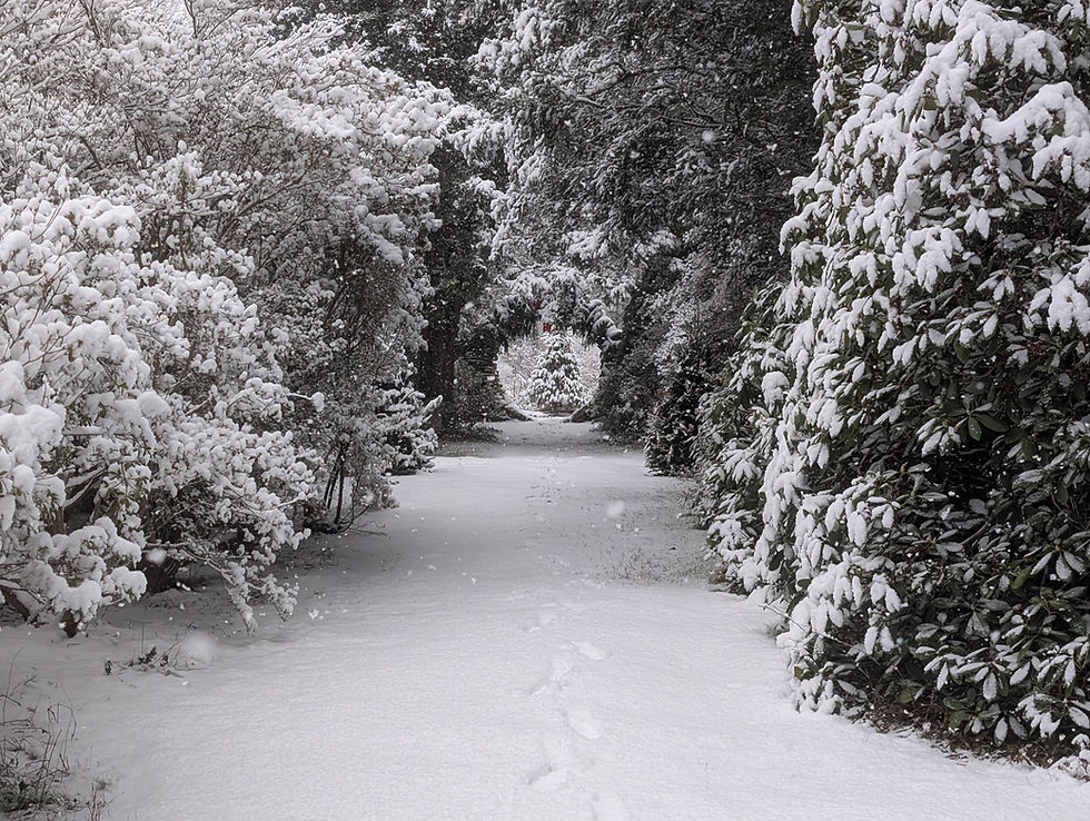 2025 Festival of Trees