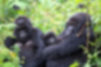 a gorilla family resting in the forest