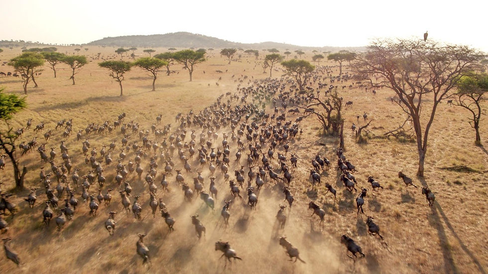 Wildebeest migration in Maasai Mara