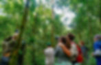chimps in the trees with excited trekkers below