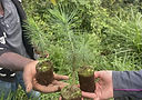 tree planting.jpeg