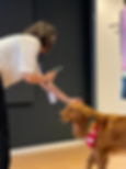 pet therapy in ufficio