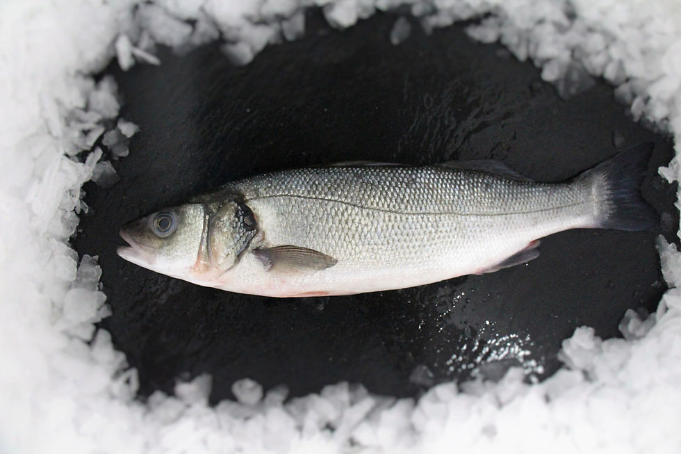 Wolfsbarsch / Loup de mer