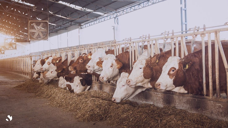 Agregar un título (3).jpg