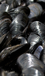 Mussels