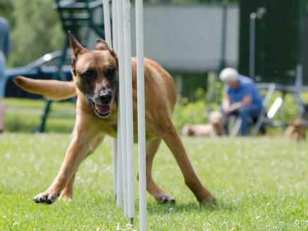 Malinois Slalom