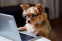 view-funny-animal.jpg