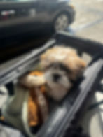 Dog flying with a soft, squeaker-free toy inside a travel carrier