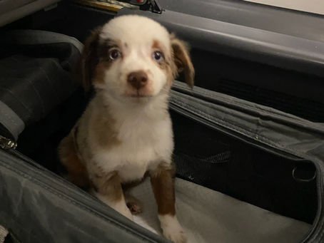 Can I Fly My Pet Without Being There?