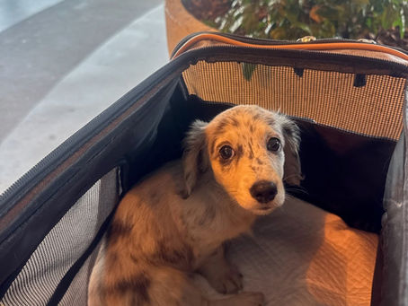 How do Transporters Quietly Soothe Pets During a Noisy Boarding Process?