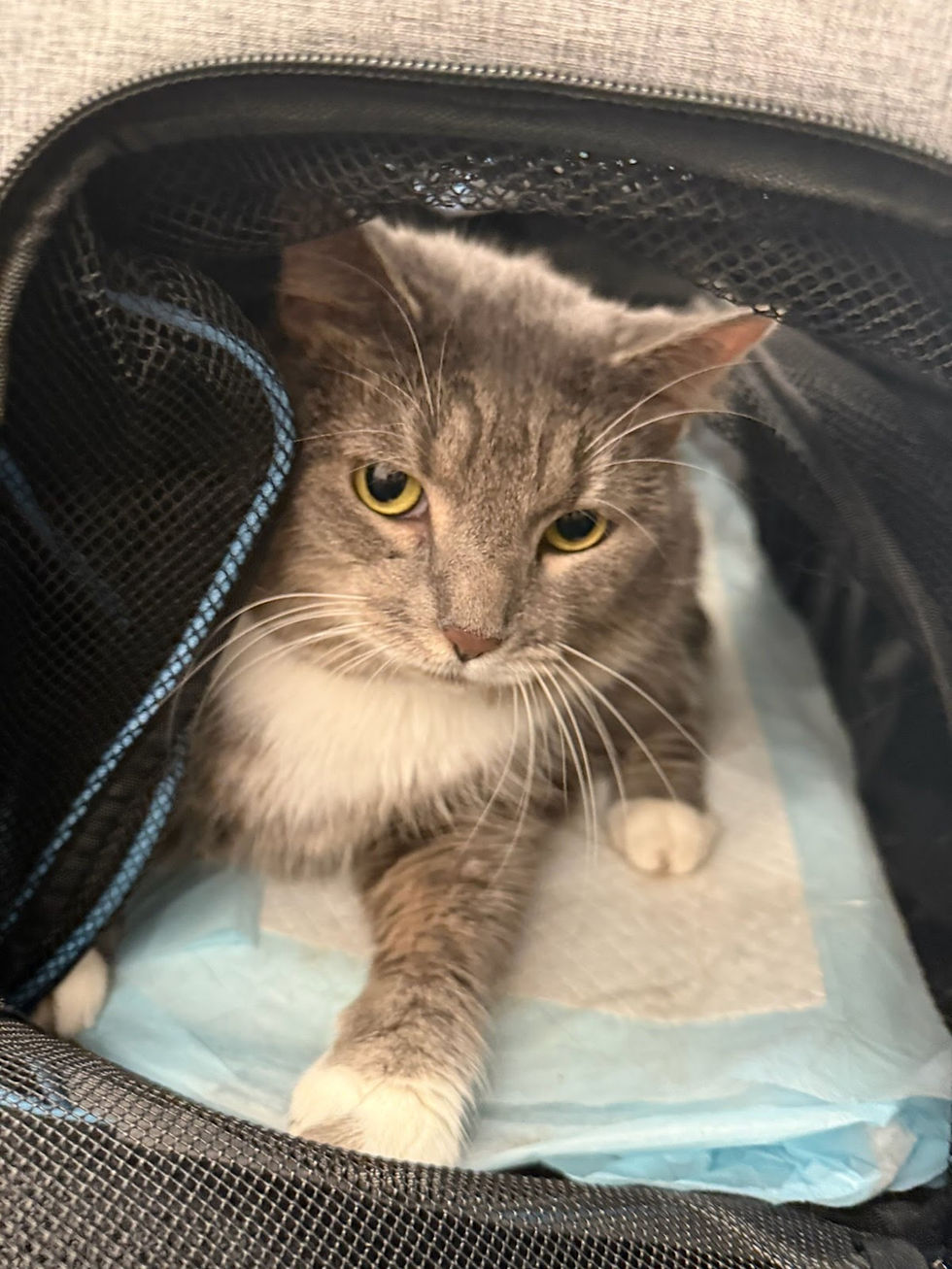 Can Pets Fly on Connecting Flights?