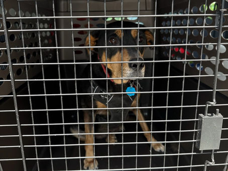 Can I Send a Pet with a Ground Transporter?