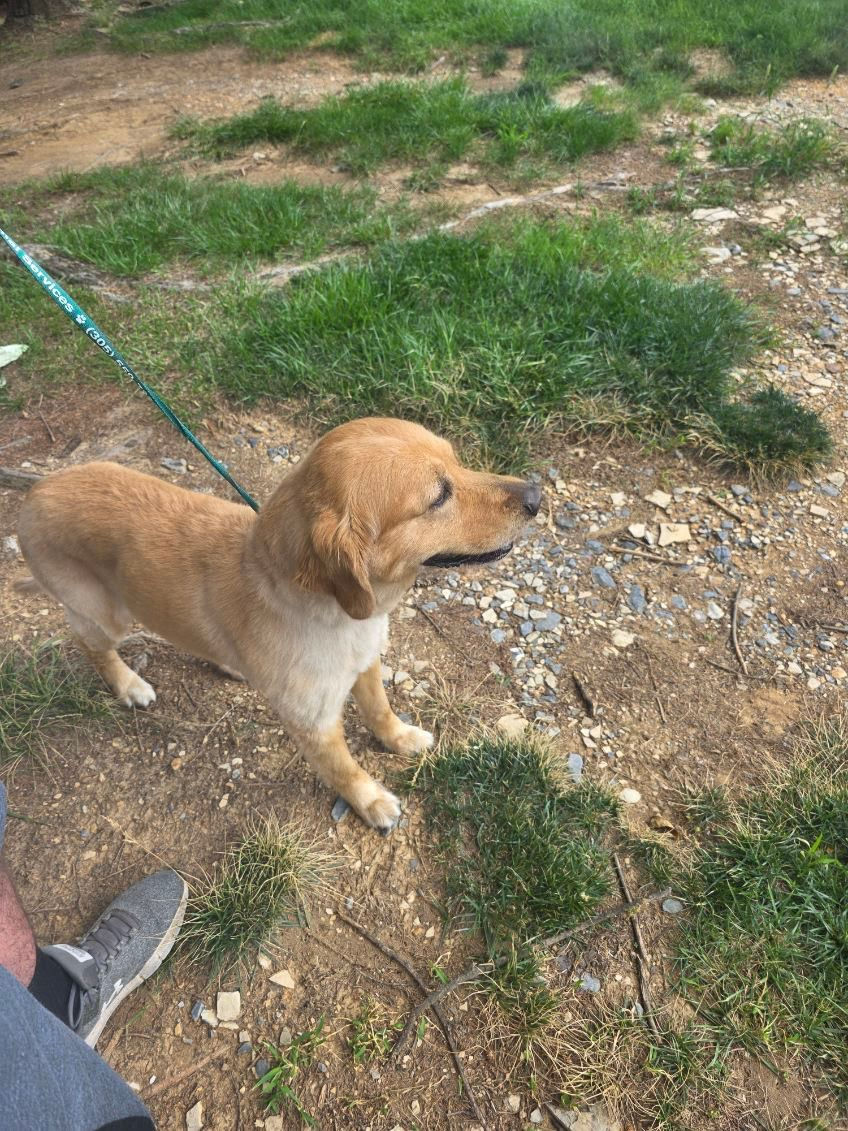 Can You Transport a Pet Without Meeting in Person?