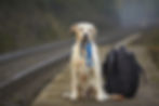 A dog sitting outdoors holding a leash in its mouth, looking ready for a walk.