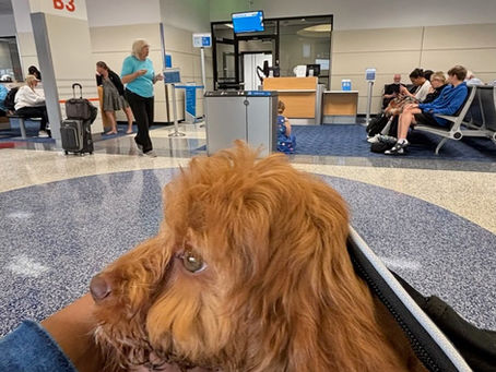 How do Flight Nannies Keep Pets Calm in Crowded Terminals?