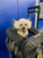Dog in soft-sided carrier heading into a flight, with airline tracking part of pet transport GPS tracking