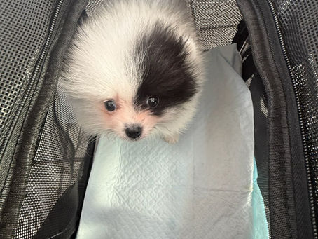 Can My Dog Sit on My Lap During a Flight?