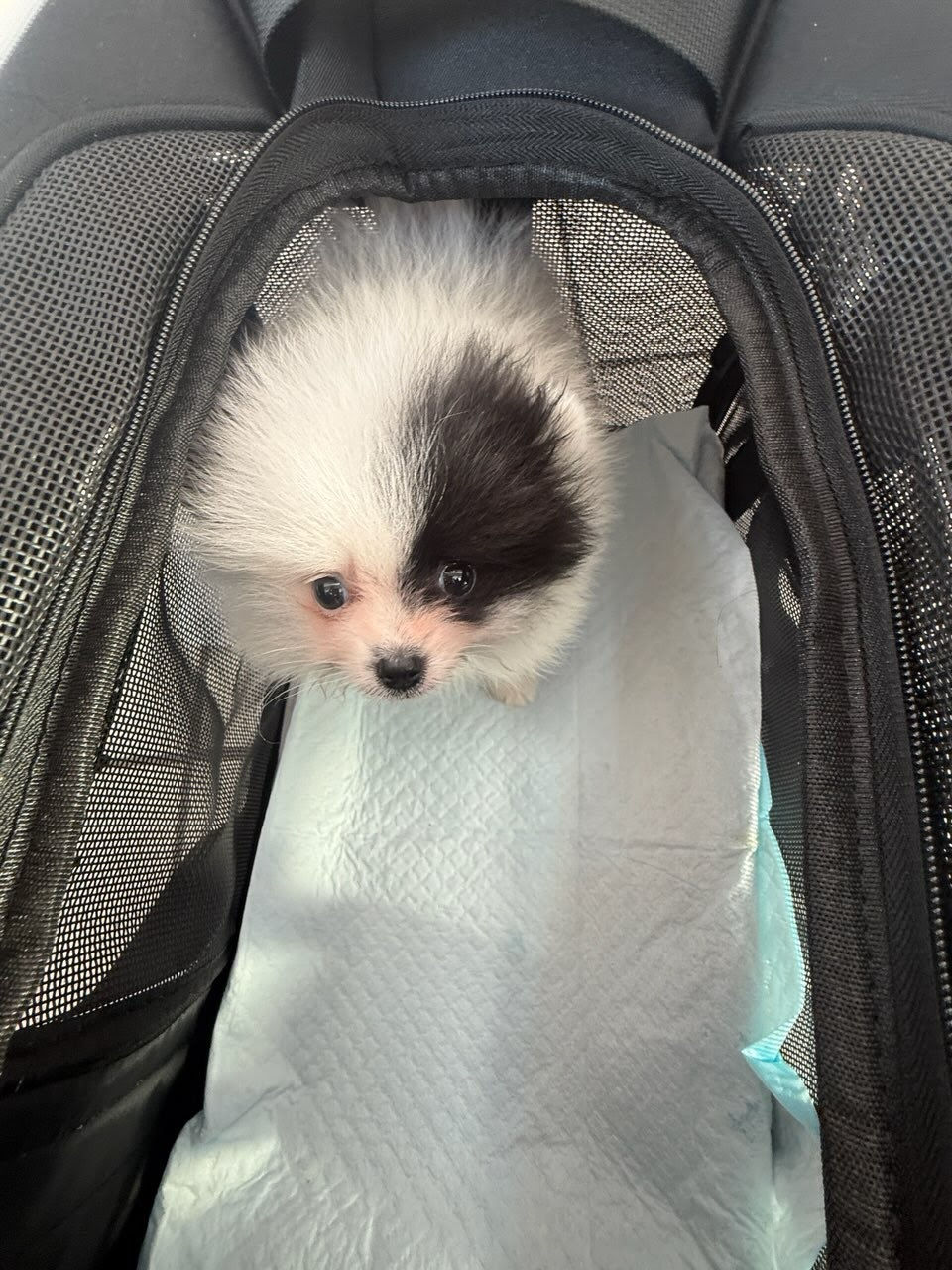 Can My Dog Sit on My Lap During a Flight?